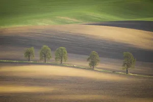 Moravia Prints: Europe, Czech Republic, Moravia. Row of chestnut trees and rolling hills. Credit as