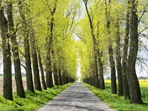 Czech Republic Collection: Europe, Czech Republic. Tree Lined Road through a Canola field in the Hradec Kralove