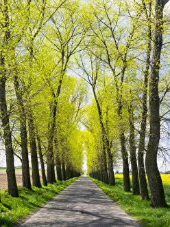 Europe, Czech Republic. Tree Lined Road through a Canola field in the Hradec Kralove