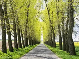 Czech Republic Prints: Europe, Czech Republic. Tree Lined Road through a Canola field in the Hradec Kralove