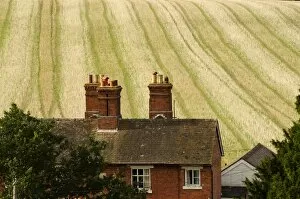 Images Dated 28th August 2006: Europe, England, brick farmhouse in front of colourful field