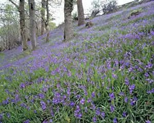 Blue Bell Prints: Europe, England, Exmoor NP. Bluebells fill the hillside in Exmoor NP, Somerset, England