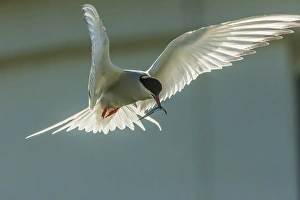 Images Dated 29th June 2014: Europe, England, Farne Islands. Arctic tern with fish