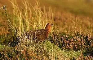 Images Dated 10th September 2006: Europe, England, Yorkshire, Red Grouse (Lagopus lagopus scoticus)