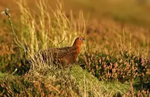 Forage Prints: Europe, England, Yorkshire, Red Grouse (Lagopus lagopus scoticus)