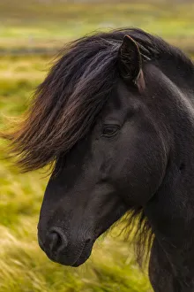 Images Dated 11th August 2020: Europe, Faroe Islands. Portrait view of a horse on the island of Streymoy