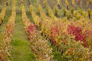 Images Dated 29th October 2010: Europe, France