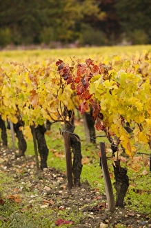 Images Dated 31st October 2010: Europe, France