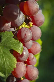 Images Dated 9th September 2012: Europe; France; Alsace; Eguisheim. A bunch of Gewurztraminer grapes nearing harvest