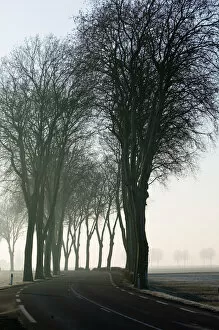 Images Dated 9th February 2005: Europe, France, Burgundy, Cote D Or, GENLIS: Tree lined country Road in Morning Mist-Rt