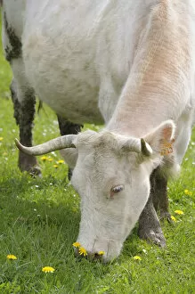 Images Dated 21st April 2008: Europe, France, Burgundy, Nievre, Sardy-les-Epiry. Cow eating grass