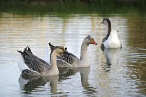 Europe, France, Burgundy, Nievre, Cercy-la-Tour. Geese on the canal