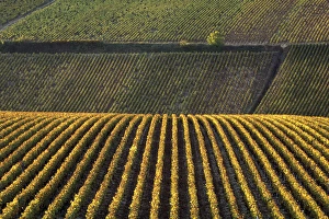 Burgundy Prints: Europe, France, Burgundy, Yonne. Vinyards of Chablis in autumn