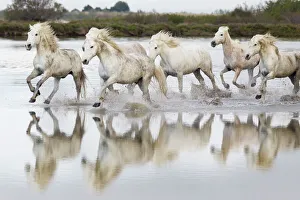 France Collection: Europe, France, The Camargue, Saintes-Maries-de-la-Mer, Camargue horses, Equus ferus