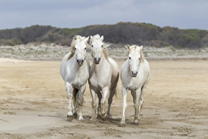 France Collection: Europe, France, The Camargue, Mediterranean Sea, Saintes-Maries-de-la-Mer, Camargue horses