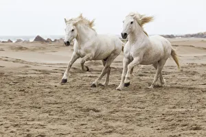 Powerful Prints: Europe, France, The Camargue, Mediterranean Sea, Saintes-Maries-de-la-Mer, Camargue horses