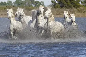 Europe, France, The Camargue, Saintes-Maries-de-la-Mer, Camargue horses, Equus ferus