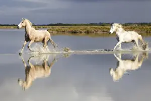 Europe, France, The Camargue, Saintes-Maries-de-la-Mer, Camargue horses, Equus ferus