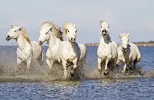 Images Dated 2nd May 2012: Europe, France, The Camargue, Saintes-Maries-de-la-Mer, Camargue horses, Equus ferus