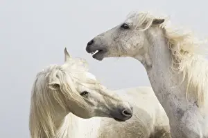 Images Dated 3rd May 2012: Europe, France, The Camargue, Saintes-Maries-de-la-Mer, Camargue horses, Equus ferus