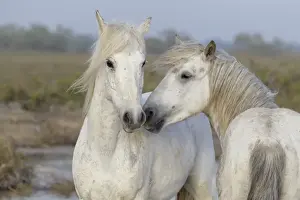 Images Dated 2nd May 2012: Europe, France, The Camargue, Saintes-Maries-de-la-Mer, Camargue horses, Equus ferus