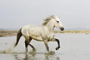 Images Dated 3rd May 2012: Europe, France, The Camargue, Saintes-Maries-de-la-Mer, Camargue horse, Equus ferus