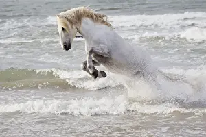 Images Dated 4th May 2012: Europe, France, The Camargue, Saintes-Maries-de-la-Mer, Mediterrean Sea, Camargue horse