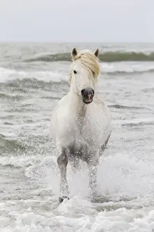 Images Dated 4th May 2012: Europe, France, The Camargue, Saintes-Maries-de-la-Mer, Mediterrean Sea, Camargue horse