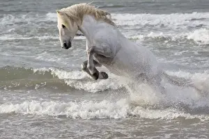 Images Dated 4th May 2012: Europe, France, The Camargue, Saintes-Maries-de-la-Mer, Mediterrean Sea, Camargue horse