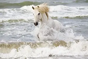 Images Dated 4th May 2012: Europe, France, The Camargue, Saintes-Maries-de-la-Mer, Mediterrean Sea, Camargue horse