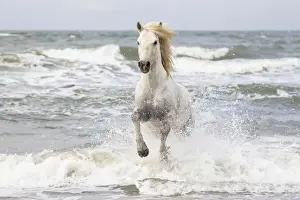 Images Dated 4th May 2012: Europe, France, The Camargue, Saintes-Maries-de-la-Mer, Mediterrean Sea, Camargue horse