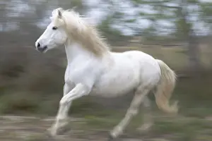 Images Dated 5th May 2012: Europe, France, The Camargue, Saintes-Maries-de-la-Mer, Camargue horse, Equus ferus