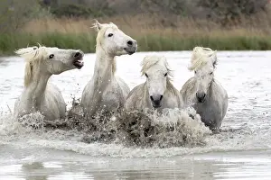 Images Dated 4th May 2012: Europe, France, The Camargue, Saintes-Maries-de-la-Mer, Camargue horses, Equus ferus