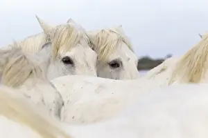 Images Dated 5th May 2012: Europe, France, The Camargue, Saintes-Maries-de-la-Mer, Camargue horses, Equus ferus