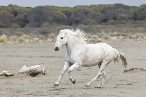 Images Dated 4th May 2012: Europe, France, The Camargue, Saintes-Maries-de-la-Mer, Mediterrean Sea, Camargue horse