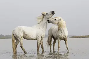 Images Dated 3rd May 2012: Europe, France, The Camargue, Saintes-Maries-de-la-Mer, Camargue horses, Equus ferus