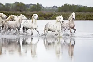 Images Dated 1st May 2012: Europe, France, The Camargue, Saintes-Maries-de-la-Mer, Camargue horses, Equus ferus