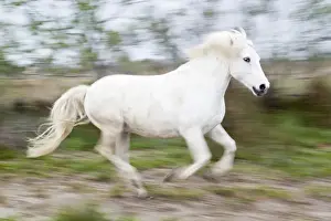 Images Dated 5th May 2012: Europe, France, The Camargue, Saintes-Maries-de-la-Mer, Camargue horse, Equus ferus