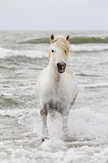 Powerful Prints: Europe, France, The Camargue, Saintes-Maries-de-la-Mer, Mediterrean Sea, Camargue horse