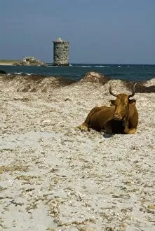 Images Dated 5th May 2006: Europe, France, Corsica, Cap Corse. Cows roam freely on remote Cap Corse beaches