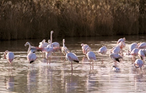 Images Dated 20th April 2006: Europe, France, Greater Flamingo, Phoenicopterus Rubber