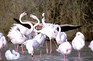 Europe, France, Greater Flamingo, Phoenicopterus Rubber