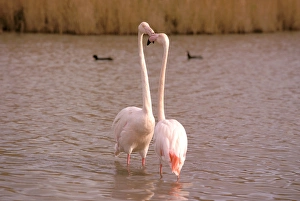 Europe, France, Greater Flamingo, Phoenicopterus Rubber