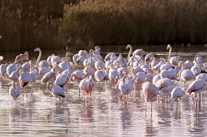 Images Dated 20th April 2006: Europe, France, Greater Flamingo, Phoenicopterus Rubber