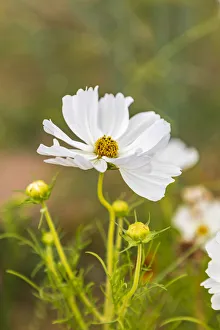 Images Dated 23rd July 2020: Europe, France, Haute-Vienne, Limoges. Flowers in a garden in Limoges