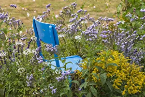 Images Dated 23rd July 2020: Europe, France, Haute-Vienne, Limoges. Flowers and a chair in a garden in Limoges