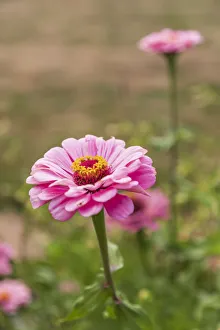 Europe, France, Haute-Vienne, Limoges. Flowers in a garden in Limoges