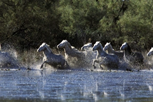 Images Dated 30th August 2007: Europe, France, Ile del la Camargue. Camargue Horses (Eguus caballus)
