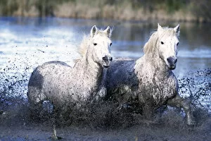 Images Dated 30th August 2007: Europe, France, Ile del la Camargue. Camargue Horses (Eguus caballus)