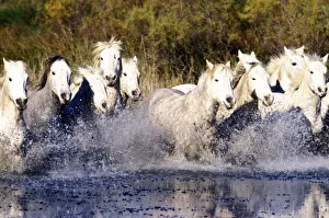Europe, France, Ile del la Camargue. Camargue Horses (Eguus caballus)
